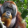 #3,138 - Health Week: Orangutan Health